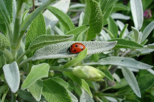 Vista 3 de Sage Herb 150 Semillas (Salvia officinalis) Heirloom - Sin OMG - Polinizado abierto