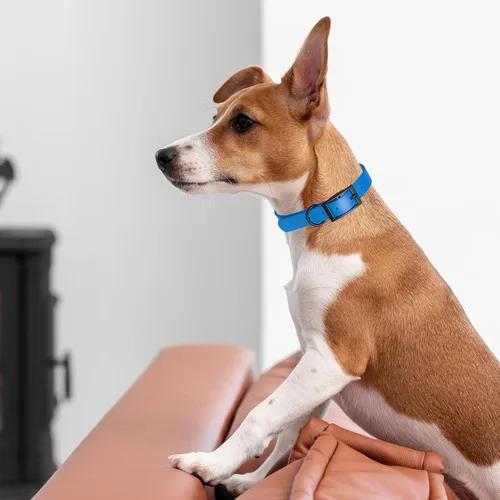Vista 443 de Dogline Biothane - Collar impermeable para perro con hebilla de liberación rápida, resistente cincha de nailon recubierta con resistente y a prueba
