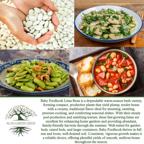 Vista 6 de Baby Fordhook - Semillas de frijol Lima para plantar, 25 semillas tradicionales por paquete, semillas de jardín de Isla