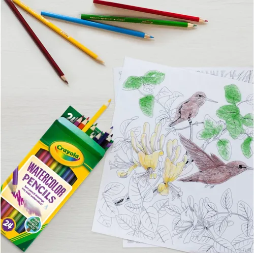 Vista 6 de Lápices de colores de acuarela Watercolor de Crayola, 24 unidades, Paquete de 1, Variados