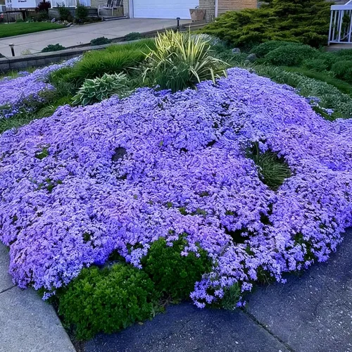 Vista 3 de Semillas de Phlox rastreras para plantar, 1020 piezas de semillas de flores perennes enanas rastreras Phlox plantas de cobertura del suelo, sin OMG