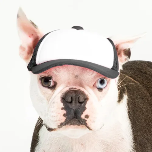Vista 17 de DIY PupLid Trucker Hats (negro/blanco, XXS) - Sombrero de perro personalizable, lona en blanco para diseño personalizado, ajustable, protección