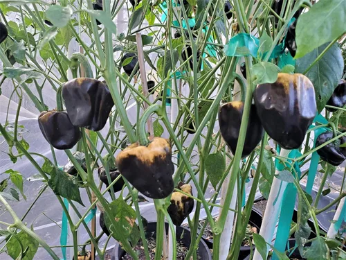 Vista 2 de Chilhuacle Amarillo Pepper Seeds 10+ Semillas