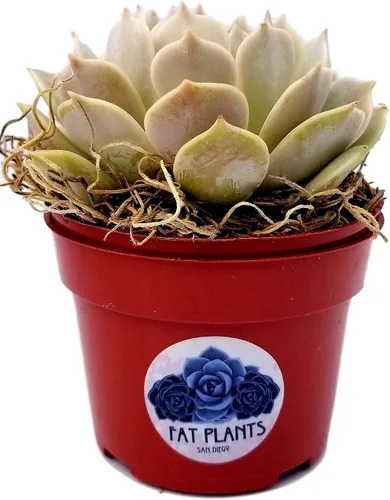 Vista 10 de Fat Plants San Diego Live Echeveria Planta Suculenta Híbrida, Lola