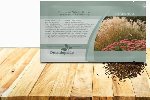 Vista 11 de Outsidepride - 250 semillas de la hierba ornamental perenne Miscanthus Sinensis Early Hybrids [Chinese Silver Grass] para sembrar