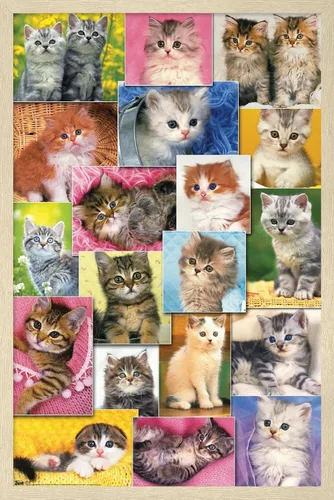 Vista 7 de Trends International Keith Kimberlin - Póster de pared de collage de gatitos, 14.725 x 22.375 pulgadas, versión enmarcada de madera de granero