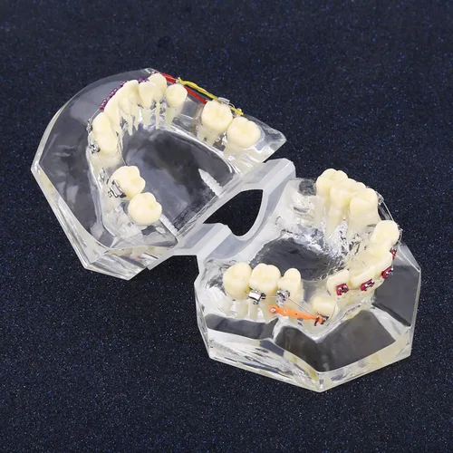 Vista 3 de Kits de cuidado bucal de demostración, modelo de dientes, herramientas de estudio con soporte de metal para enseñar herramientas de estudio