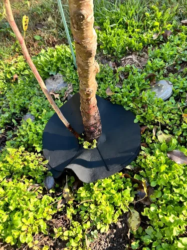 Vista 7 de Anillo de mantillo de árbol no tejido de 32.5 pulgadas, paquete de 2 alfombrillas de barrera de malezas, mantillo degradable de árboles utilizado