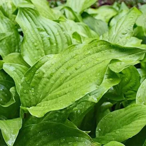 Vista 3 de 500 semillas de plátano de hoja ancha Plantago Major Semillas de plantas médicas orgánicas sin OMG para jardín privado de rápido crecimiento bajo