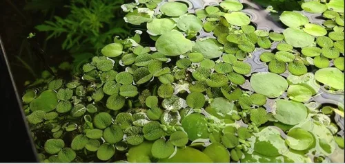 Vista 2 de Más de 50 lentejuelas de agua (Salvinia Minima), acuario vivo, acuático, flotante, plantas de estanque