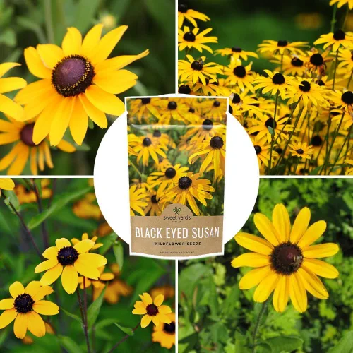 Vista 9 de Black Eyed Susan Seeds - Bolsa a granel de un cuarto de libra - Más de 400,000 semillas de flores silvestres polinizadas abiertas sin OMG