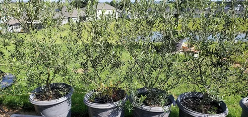 Vista 5 de Olivos Arbequina (negro) Incluye cuatro (4) plantas vivas