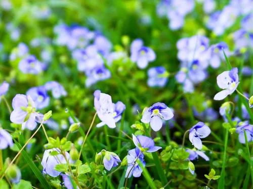 Vista 14 de Greenwood Nursery: Plantas vivas de cobertura del suelo - Bugleweed Blueberry Muffin + Ajuga Reptans - [Cantidad: 1x Maceta de Pinta]
