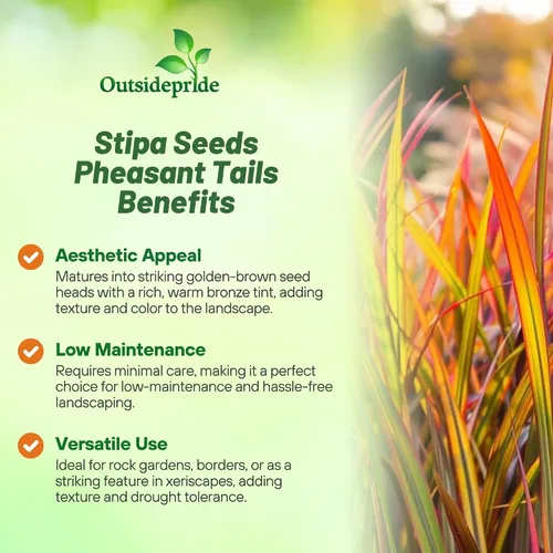 Vista 3 de Outsidepride - 250 semillas de la hierba ornamental perenne paja brava (Stipa arundinacea [Pheasant Tails]) para sembrar