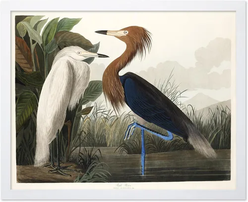 Vista 17 de Poster Master Póster vintage de James Audubon – Impresión retro de amargo americano – Arte de aves de América – Regalo para hombres, mujeres
