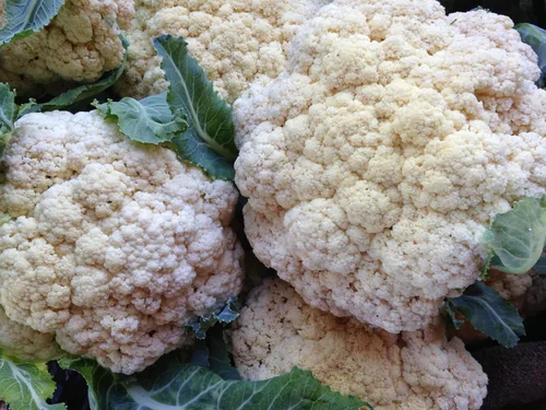 Vista 4 de Plant Good Seed Snowball - Semillas de coliflor – Paquete de 150, semillas de reliquia para plantar verduras, suministros de jardinería, huerto