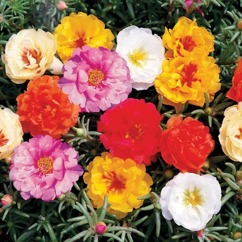 Vista 2 de Semillas Musgo Rosa Mix Portulaca Flores Anuales