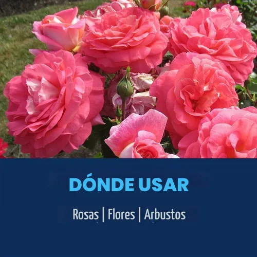 Vista 5 de BioAdvanced 2 en 1 Systemic Rose and Flower Care II, gránulos, 5 libras con insecticida BioAdvanced Rose and Flower, listo para usar, 24 onzas