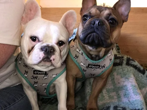 Vista 6 de French Bull - Arnés de chaleco para perro con correa a juego, forro interior de malla transpirable, 4 hebillas de ajuste para obtener el ajuste