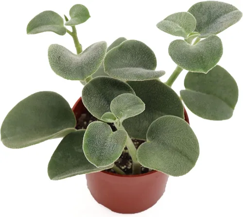 Vista 3 de Peperomia Beetle - 4'' de California Tropicals