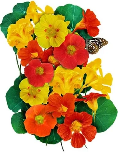 Vista 2 de Capuchina, semillas de mezcla de doble brillo, 100 semillas, flor hermosa recién cosechada