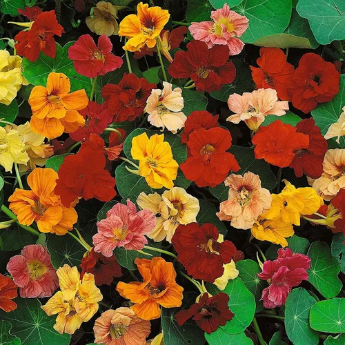 Vista 15 de Semillas de vid para plantar: cultiva enredaderas increíbles para paisajismo, paredes o cercas (Glicina americana)