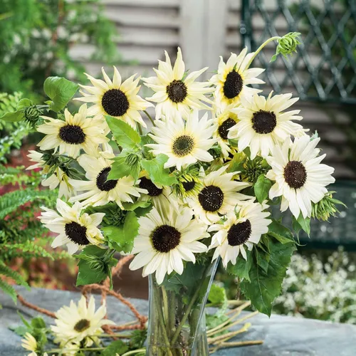 Vista 8 de Eden Brothers Semillas de girasol - Autumn Beauty