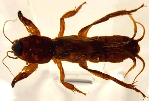 Vista 34 de 44mm Hormiga gigante tropical real en resina de lucita transparente cristalina, espécimen preservado Pseudoneoponera Rufipes, taxidermia