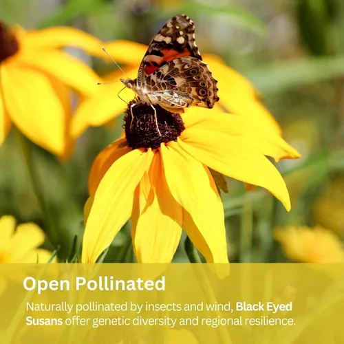 Vista 5 de Black Eyed Susan Seeds – Más de 100.000 semillas – Paquete resellable extra grande de 1 onza – Semillas de flores silvestres Rudbeckia hirta sin OMG