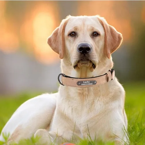 Vista 5 de Collares de perro personalizados, collar de cuero reflectante para perro, placa de identificación grabada, tamaños ajustables para perros pequeños