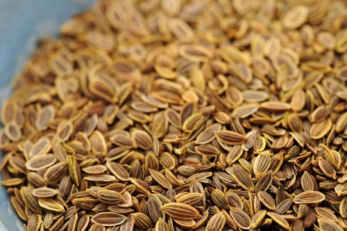 Vista 3 de Bouquet Dill Seeds 25 unidades, marca "COOL BEANS N SPROUTS". Jardinería del hogar.
