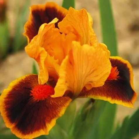 Vista 3 de (3) Raíces de iris barbudo mixtas de lujo, rizomas, plantas, comienzos, para flores espectaculares año tras año