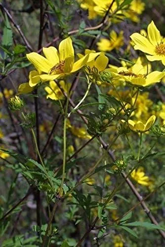 Vista 3 de Caléndula del pantano - Las flores brillantes de oro amarillo volverán a sembrar (25 - Semillas)