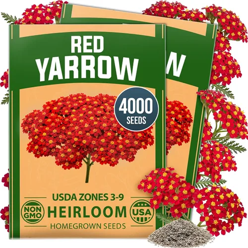 Vista 74 de HOME GROWN Semillas de Hollyhock de doble mezcla de Chater, 200 semillas