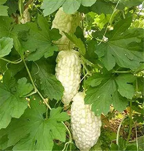 Vista 2 de Semillas de calabaza amarga 10+ Bálsamo de perlas blancas Semillas de melón de pera Verduras