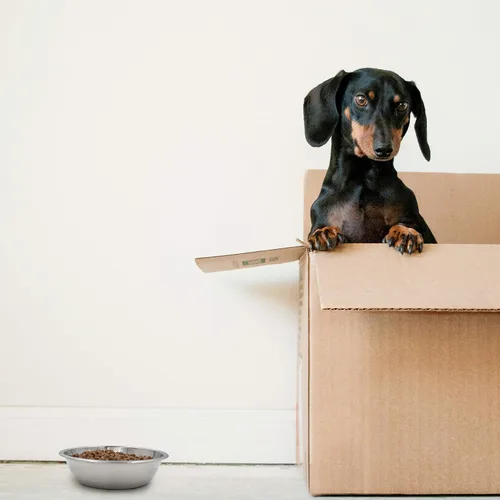 Vista 7 de Cuencos de acero inoxidable para perros y gatos, paquete de 4