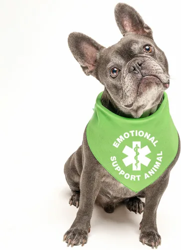 Vista 2 de Bandana para perro de apoyo emocional 100% algodón triángulo ajustable perro de servicio animal de trabajo asistencia negro, XS (209)