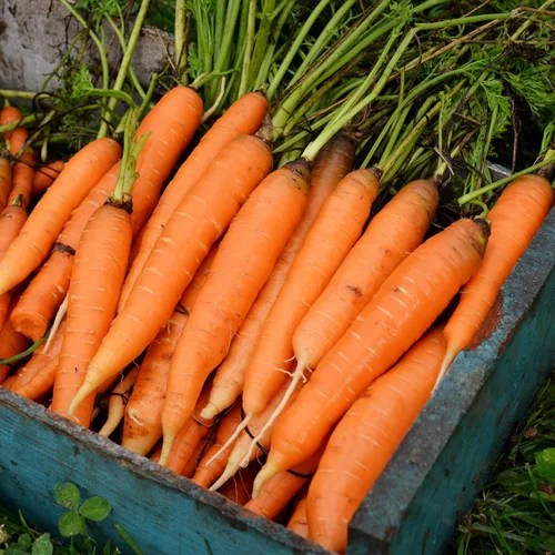 Vista 4 de Nantes Zanahoria - 150 semillas - Variedad de reliquia y polinizada abierta, semillas de vegetales sin OMG para plantar en interiores o exteriores