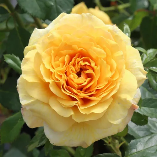 Vista 13 de Heirloom Roses Rose Bush - Easter Basket™ Planta amarilla viva para plantar al aire libre
