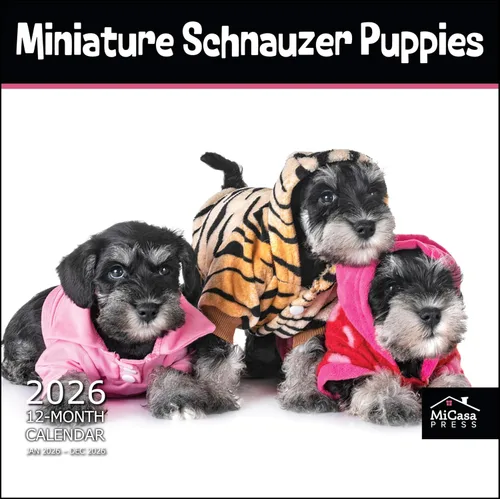Vista 11 de MICASA PRESS Calendario de pared de Australian Shepherds Aussies 2027 02 - Pastores australianos