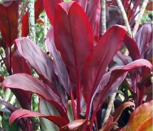 Vista 8 de Troncos de plantas de hojas de Ti rojas hawaianas, plantas tropicales vivas para interiores y exteriores, 2 troncos de corte de cordyline fruticosa
