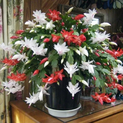 Vista 2 de Planta de cactus de Navidad viva, flores rojas y blancas, suculentas navideñas en maceta de 6 pulgadas para cultivo en interiores o exteriores
