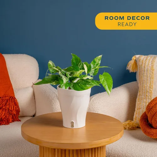 Vista 2 de Costa Farms – Planta de Pothos Albo Variegado viva en maceta auto-regante, purificadora de aire para interior, perfecta para decoración del hogar