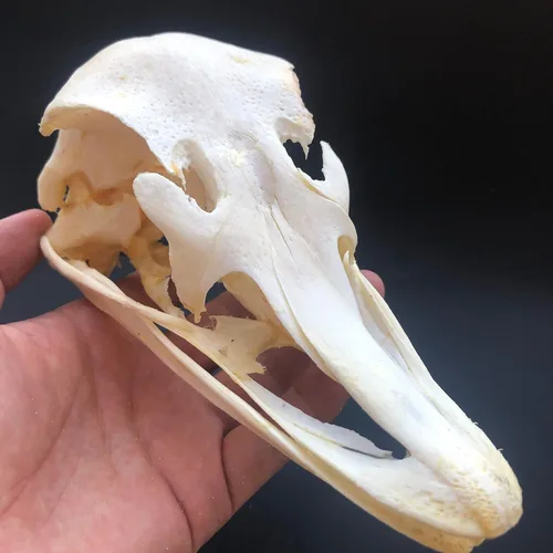 Vista 8 de Venta al por mayor 1/2/3/5/10 piezas Cráneos de Animales Reales de Taxidermia, Espécimen de Huesos Reales, Suministros de Arte Hueso Medicina