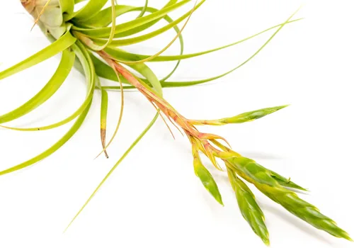 Vista 2 de Air Plant Shop Tillandsia Roland Gosselini - Plantas suculentas vivas para el hogar, decoración del hogar y el jardín, plantas