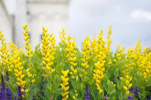 Vista 7 de 25 semillas de flores de índigo falso índigo silvestre amarillo Baptisia Tinctoria