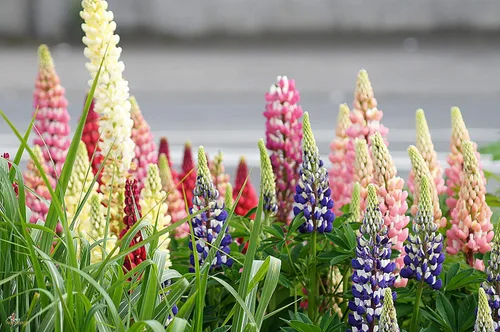 Vista 4 de Semillas Lupin Enano Mezcla de Flores Perennes para Plantar