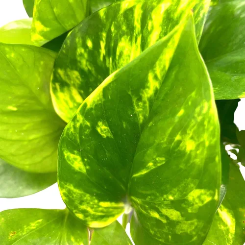 Vista 7 de BubbleBlooms Pothos dorados, Pothos abigarrados de 6 pulgadas, Epipremnum aureum, Hiedra del Diablo