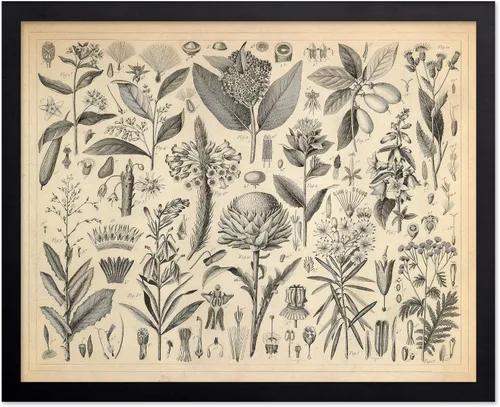 Vista 53 de Poster Master Póster Vintage de Titmouse Canadiense - Impresión Retro de Aves de América - Arte de Aves - Regalo para Hombres, Mujeres y Amantes