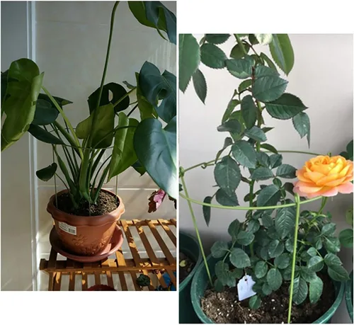 Vista 3 de Hanobo Paquete de 5 anillos de soporte para plantas de jardín para plantas en maceta, 6 pulgadas de ancho x 11 pulgadas de alto, 3 patas